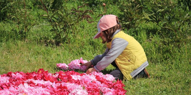 Fiesta de los Tapices de Peonías en Trevelin: Detalles de una fiesta imperdible