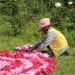 Fiesta de los Tapices de Peonías en Trevelin: Detalles de una fiesta imperdible