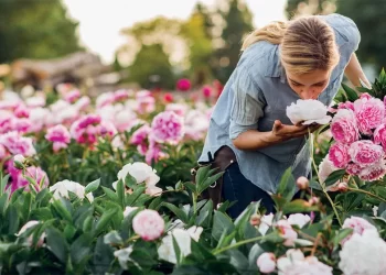 Peonías: la flor que elige Juliana Awada para decorar su casa