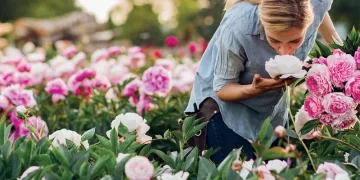 Peonías: la flor que elige Juliana Awada para decorar su casa