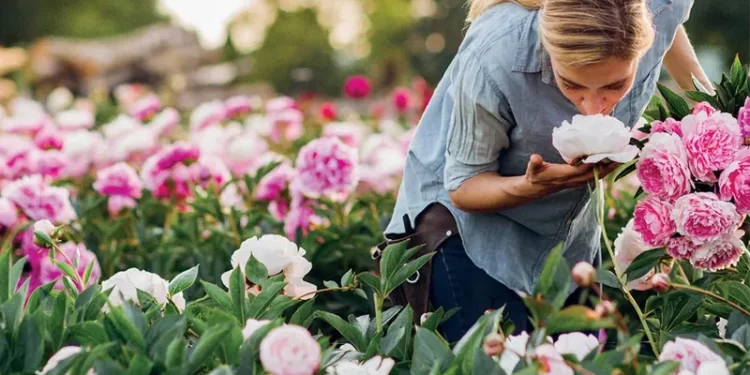 Peonías: la flor que elige Juliana Awada para decorar su casa