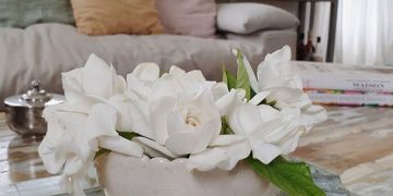 Jazmines: ¿Cómo hidratarlos correctamente para que duren más?