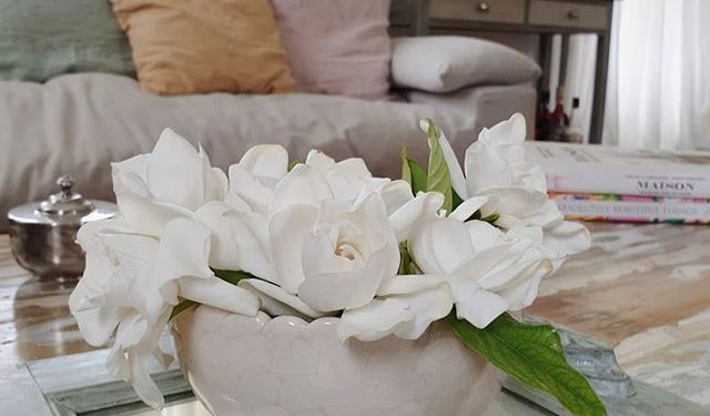 Jazmines: ¿Cómo hidratarlos correctamente para que duren más?