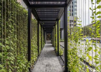 5 plantas de rápido crecimiento para tapizar medianeras