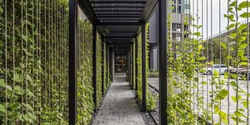 5 plantas de rápido crecimiento para tapizar medianeras