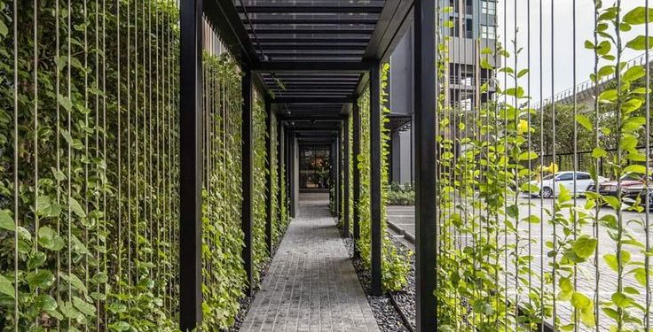 5 plantas de rápido crecimiento para tapizar medianeras