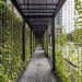 5 plantas de rápido crecimiento para tapizar medianeras