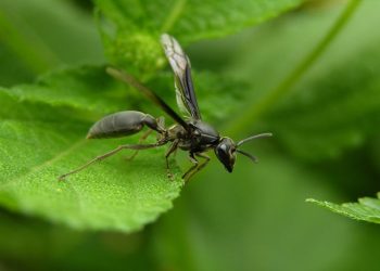 Hormigas voladoras: todo lo que necesitas saber para controlarlas