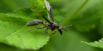 Hormigas voladoras: todo lo que necesitas saber para controlarlas