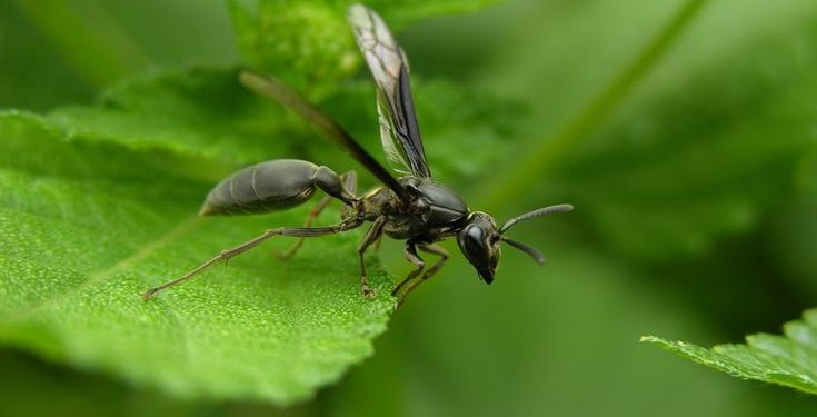 Hormigas voladoras: todo lo que necesitas saber para controlarlas