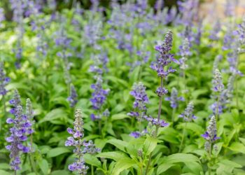 Salvia celeste: una nativa perenne para sumar a tu jardín