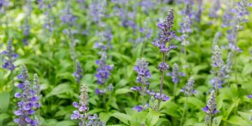 Salvia celeste: una nativa perenne para sumar a tu jardín