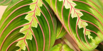 Maranta leuconera: una planta de interior súper decorativa