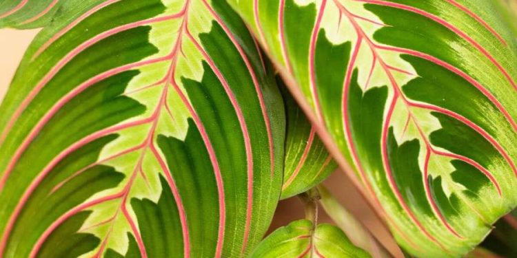 Maranta leuconera: una planta de interior súper decorativa
