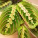 Maranta leuconera: una planta de interior súper decorativa