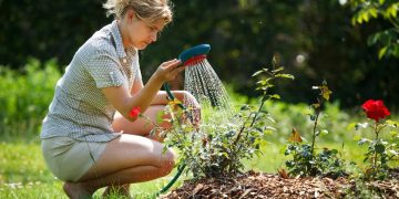 ¿Cuál es la mejor hora para regar tus plantas en verano?