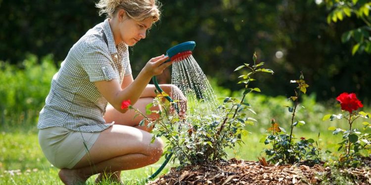 ¿Cuál es la mejor hora para regar tus plantas en verano?