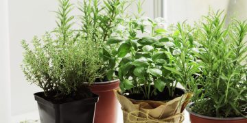 Cómo ahuyentar moscas usando plantas