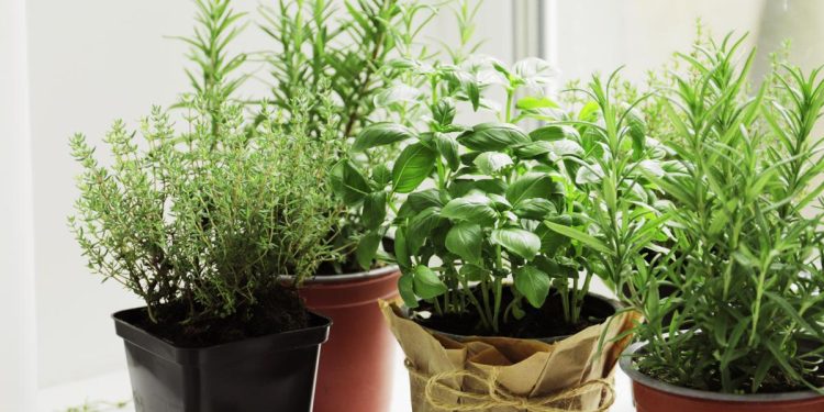 Cómo ahuyentar moscas usando plantas