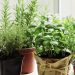 Cómo ahuyentar moscas usando plantas