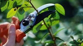 Derribando el mito: La poda no es solo para el invierno