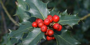 Ficha botánica: Muérdago (Viscum album), la planta más navideña