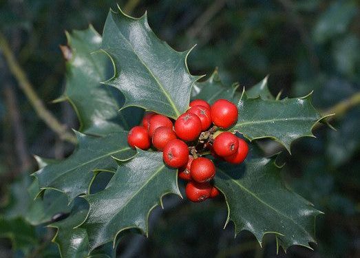 Ficha botánica: Muérdago (Viscum album), la planta más navideña