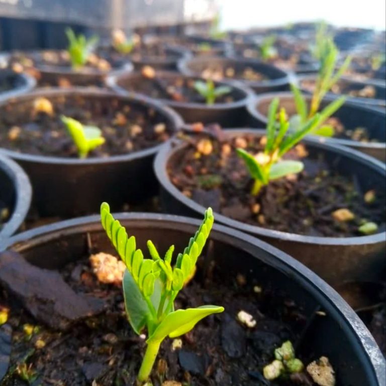 Vivero Yvira La Importancia De Las Plantas Nativas En Jardines