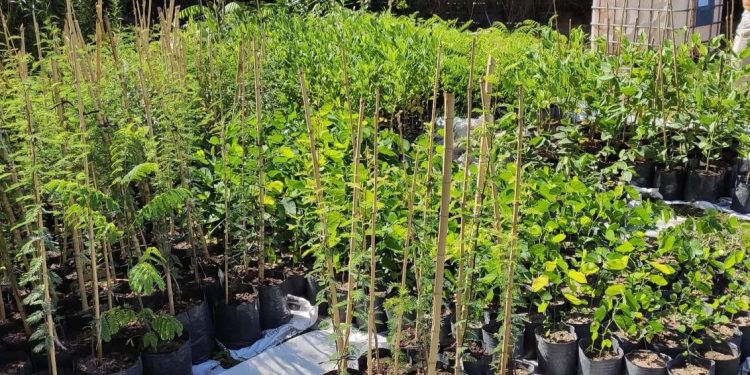 Vivero Yvyrá: la importancia de las plantas nativas en jardines y en producción a gran escala