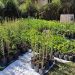 Vivero Yvyrá: la importancia de las plantas nativas en jardines y en producción a gran escala
