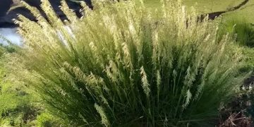 ¿Queres sumar elegancia natural en tu jardín? Te presentamos la herbácea Melica macra