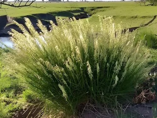 ¿Queres sumar elegancia natural en tu jardín? Te presentamos la herbácea Melica macra