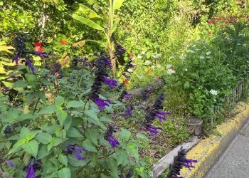 Jardines de Pissarro: Un espacio con plantas, mariposas y aves que disfrutan todos los vecinos