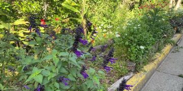 Jardines de Pissarro: Un espacio con plantas, mariposas y aves que disfrutan todos los vecinos