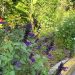 Jardines de Pissarro: Un espacio con plantas, mariposas y aves que disfrutan todos los vecinos