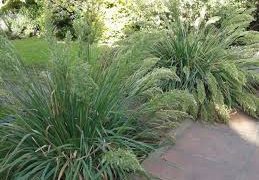 Poa de las sierras, un tesoro nativo de las sierras de Buenos Aires