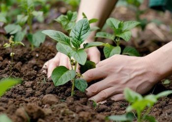 7 plantas que ayudan a recuperar el suelo