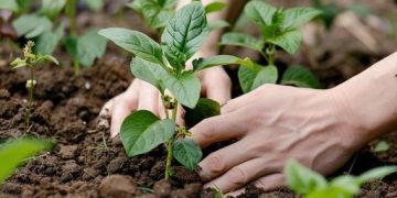 7 plantas que ayudan a recuperar el suelo