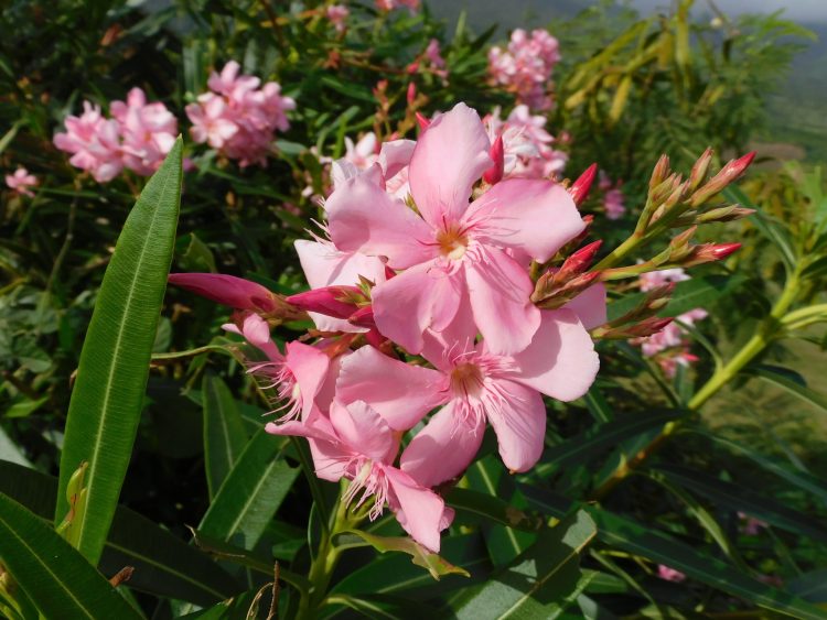 ¿Qué plantas utilizar en el cerco?