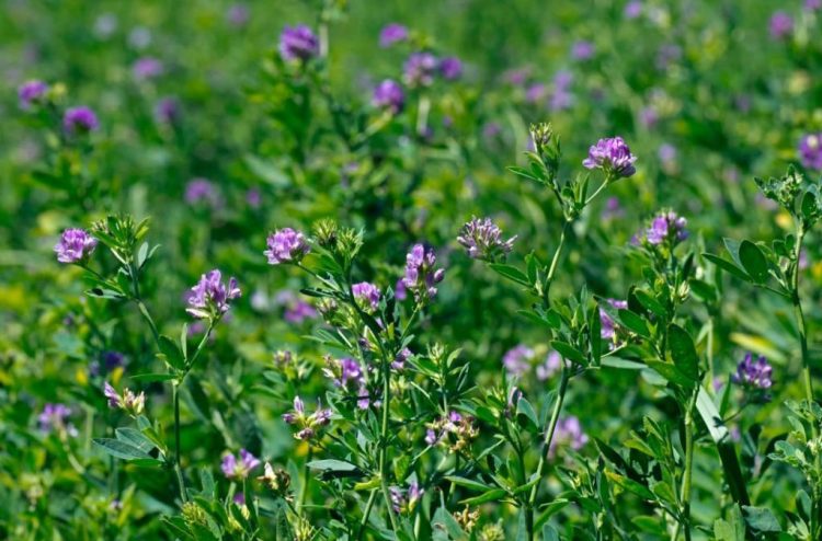 7 plantas que ayudan a recuperar el suelo