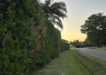¿Qué plantas utilizar en el cerco?