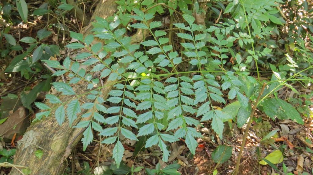 ¿Sabías que hay otro Jacarandá? Descubrí cuál es