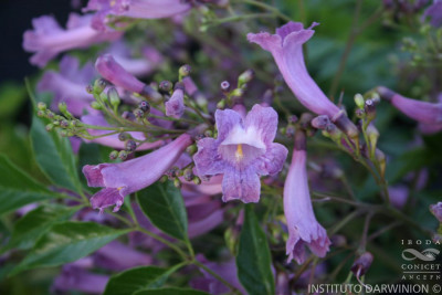 ¿Sabías que hay otro Jacarandá? Descubrí cuál es