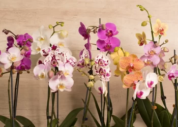Orquídea Phalaenopsis: ¿cómo cuidar la flor más linda y elegante que decora exteriores e interiores?
