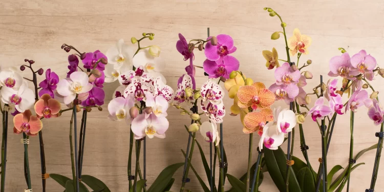 Orquídea Phalaenopsis: ¿cómo cuidar la flor más linda y elegante que decora exteriores e interiores?