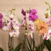 Orquídea Phalaenopsis: ¿cómo cuidar la flor más linda y elegante que decora exteriores e interiores?