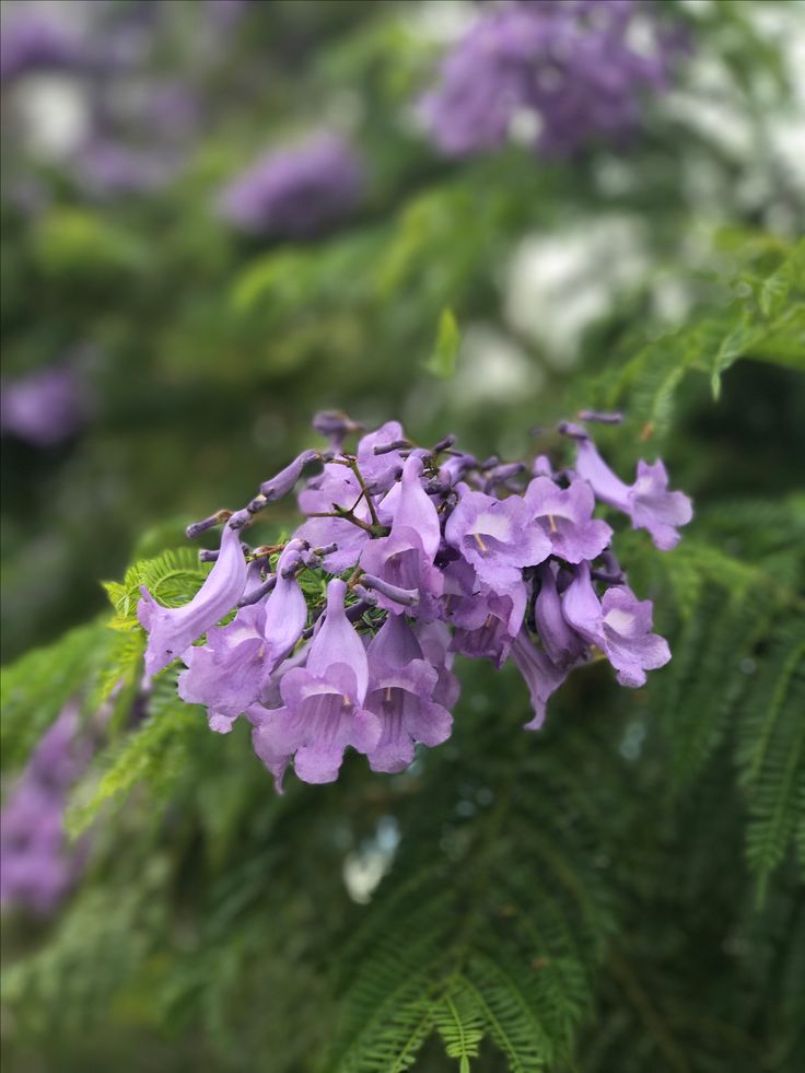 ¿Sabías que hay otro Jacarandá? Descubrí cuál es