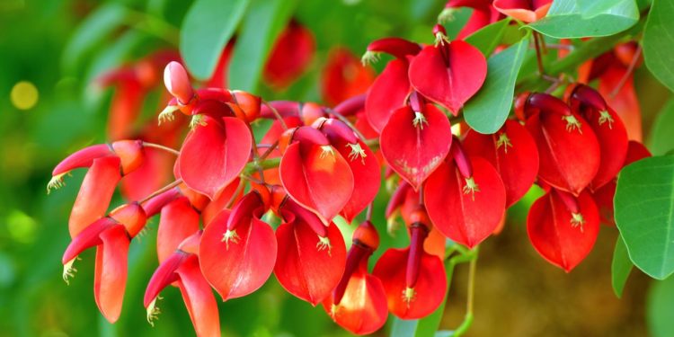 Paso a paso: ¿Cómo sembrar semillas de ceibo?