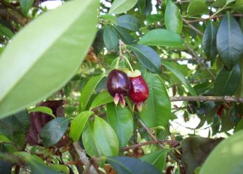 Cereza de monte (Eugenia involucrata), el frutal nativo que no puede faltar en tu jardín