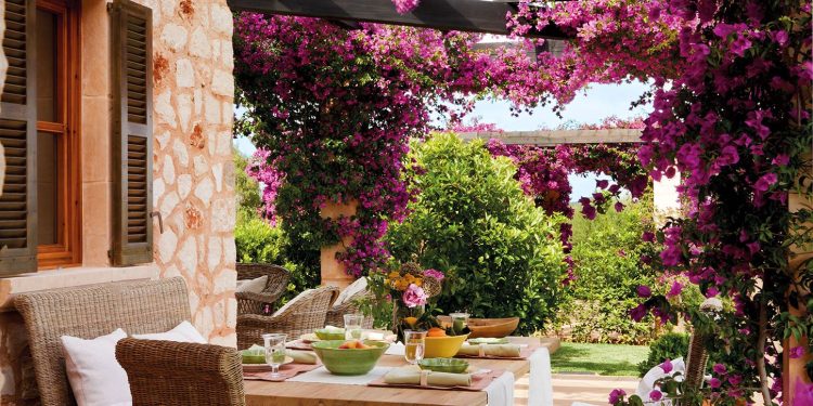 Santa Rita de flores simples: la variedad que florece por más tiempo